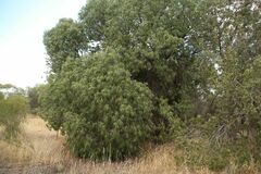 Brachychiton gregorii