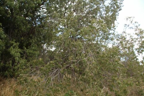 Image of Brachychiton gregorii by (c) Em Lamond, some rights reserved (CC BY)