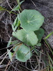 Senecio oxyriifolius