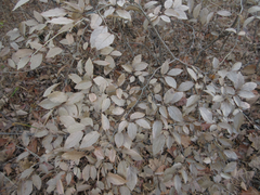 Lindera glauca