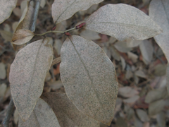 Lindera glauca