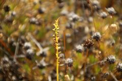 Microtis eremaea