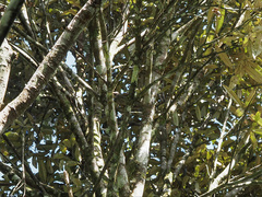 Bolemoreus frenatus