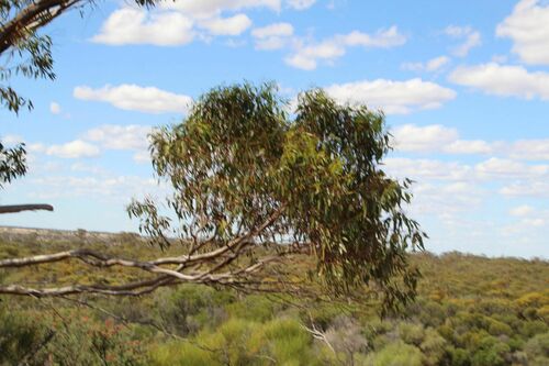 Image of Eucalyptus petraea by (c) Em Lamond, some rights reserved (CC BY)