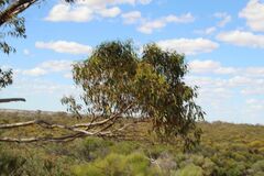 Eucalyptus loxophleba