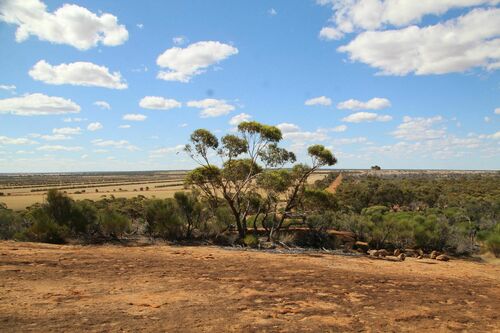 Granite Rock Box (Eucalyptus petraea)
