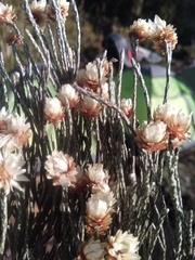 Helichrysum calocladum