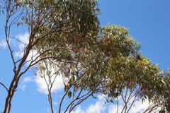 Eucalyptus loxophleba