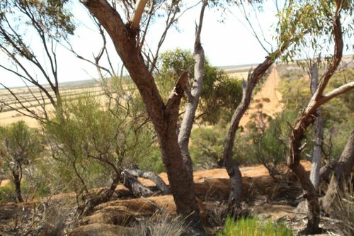 Image of Eucalyptus petraea by (c) Em Lamond, some rights reserved (CC BY)