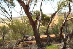 Eucalyptus loxophleba