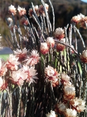Helichrysum calocladum