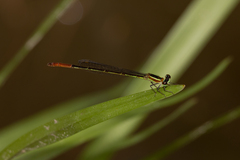 Argiocnemis rubescens