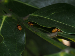 Monolepta australis