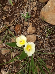 Hibiscus calyphyllus