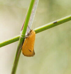 Philobota protecta