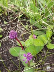 Ledebouria sandersonii