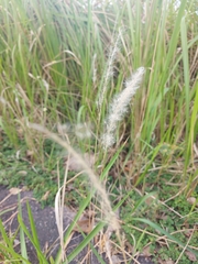 Cenchrus longisetus