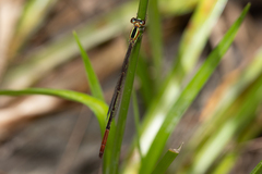 Argiocnemis rubescens