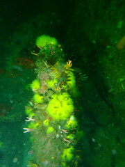 Dendrophyllia