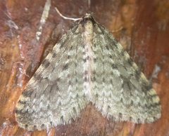 Operophtera occidentalis