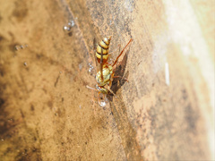Ropalidia romandi