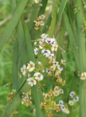 Carmichaelia australis