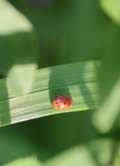 Subcoccinella vigintiquatuorpunctata