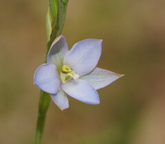 Thelymitra media