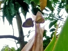 Luthrodes pandava