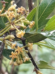 Parsonsia brownii