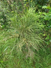 Carmichaelia australis