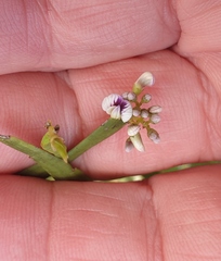 Carmichaelia australis