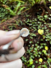 Cyanula