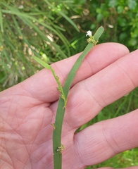 Carmichaelia australis