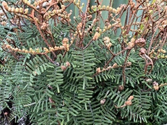 Gleichenia alpina