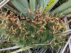 Gleichenia alpina