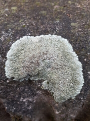 Protoparmeliopsis muralis