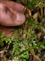 Hymenophyllum demissum