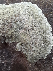 Protoparmeliopsis muralis