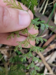 Hymenophyllum demissum