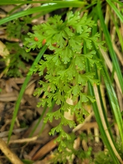 Hymenophyllum demissum