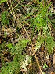 Hymenophyllum demissum