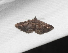 Eucymatoge scotodes