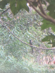 Dendrocitta formosae