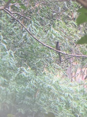 Dendrocitta formosae