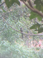 Dendrocitta formosae