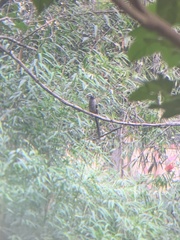 Dendrocitta formosae