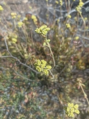 Crassula atropurpurea