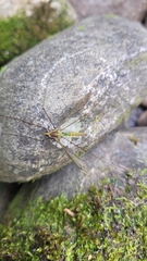 Leptotarsus albistigma