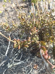 Crassula atropurpurea